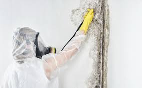 Reliable Belle Haven, VA Mold Prevention & Removal  Solutions